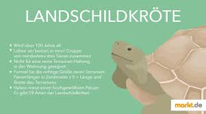 Ägyptische landschildkröte die ägyptische landschildkröte (testudo kleinmanni) gehört zu den kleinsten landschildkröten. Landschildkroten So Geht Die Richtige Haltung Markt De