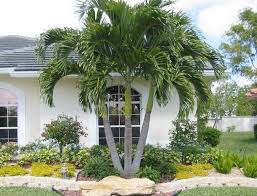 Check spelling or type a new query. How To Care For Palm Trees Plantingtree