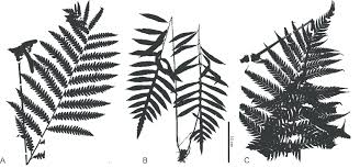 Image result for Blechnaceae