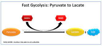 During Anaerobic Conditions Fast Glycolysis Energy System 2 Occurs Nadh Puts The Electron Back On Pyruva Cell Respiration Energy System Chemical Reactions
