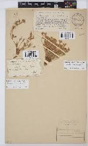 Image result for Lotononis laxa