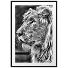 Black And White Lion Picture Framed East Urban Home Magnificent White Lion Framed Photographic Art Print Poster Kids Art Wall Frames Posters Art Prints