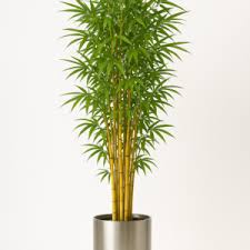 Image result for Justicia phyllostachys