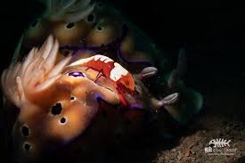 Image result for Corallocarpus schimperi