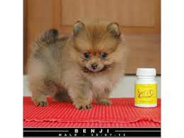 Miniature Teddy Bear Pomeranian Jual Mini Super Mini Pom Teddy Bear Face Harga Terjangkau Jakarta Teacup Chihuahua Puppies Puppies Super Cute Animals