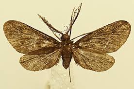 Image result for Pseudovigna