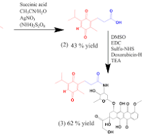 Thymoquinone chemically conjugated to doxorubicin: antitumor ...