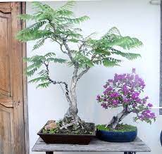 Dieser kleine baum wird ca. Rp Jacaranda Trees The Smaller Tree Has Its Purple Blooms Jacaranda Tree Bonsai Art Bonsai Tree Care