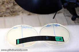 Check spelling or type a new query. Growing Bacteria In A Petri Dish Stem Activity For Kids Gift Of Curiosity