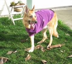 Keep Amputee Dogs Warmfido Fleece Dog Sweater