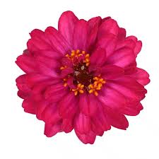 Image result for Zinnia angustifolia