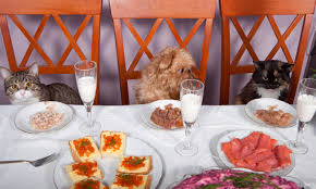 Many cat owners believe that it's okay to give their cats a marshmallow every now and then, but it's can cats eat marshmallows? People Foods For Cats 10 Healthy People Foods Your Cat Will Love