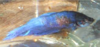 Pin On Betta Diseases