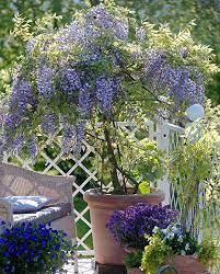 We did not find results for: Wisteria Frutescens Amethyst Falls Hayloft
