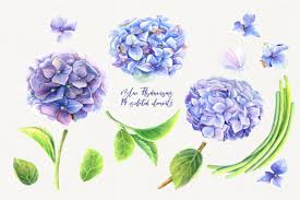 Find & download free graphic resources for hydrangea. Watercolor Blue Hydrangeas Clip Art Graphic By Evgenia Art Art Creative Fabrica