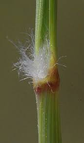 Image result for Aristida stipoides