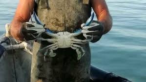 Sono i sapori che devono stupire, non solo le forme; Invasione Dei Granchi Blu Sul Gargano Il Progetto Che A Lesina Punta A Trasformarlo In Moleca