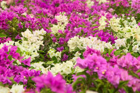 Flowers by valerie is a family owned business. 519 Fuchsia Bougainvillea Photos Free Royalty Free Stock Photos From Dreamstime
