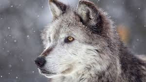 The smaller species is the red wolf, canis rufus. Are Some Wolves Being Redomesticated Into Dogs Science Aaas