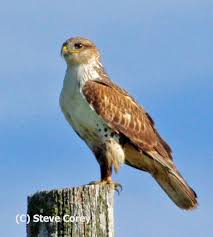 Ferruginous Hawk Juvie Light Morph