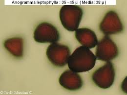 Image result for Samanea leptophylla