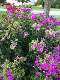 Maybe you would like to learn more about one of these? Trying To Identify This Perennial In My Garden 395478 Ask Extension