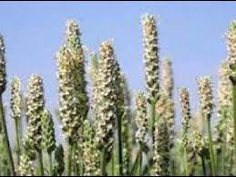 Karniyarik Otu Faydalari Ibrahim Saracoglu Sifa Market 0224 234 56 78 Youtube Otlar Tohumlar Kapsul