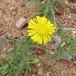 Image result for Felicia mossamedensis