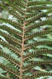 Image result for Dryopteridaceae