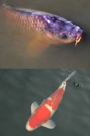 From memory they tend to spawn twice or more if there is a drop in water temp and it goes up again ie after some rain fall or large water change. Complete Guide To Kohaku Koi 2021 Updated Pond Informer