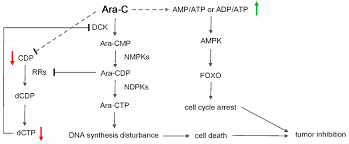 Usually people know it's meaning, but prefer to use a more. Molecules Free Full Text Exploring The Antitumor Mechanism Of High Dose Cytarabine Through The Metabolic Perturbations Of Ribonucleotide And Deoxyribonucleotide In Human Promyelocytic Leukemia Hl 60 Cells Html