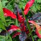 Nursery Plant Sale event in Frederiksted, St Croix
