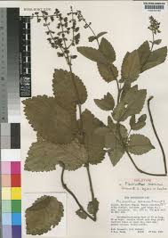 Image result for Equilabium