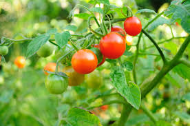 How to plant cherry tomatoes. Growing Cherry Tomatoes With Children Mud Bloom