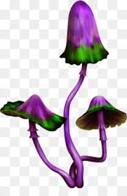 Trippy mushroom tattoos stock illustrations. Magic Mushrooms Png And Magic Mushrooms Transparent Clipart Free Download Cleanpng Kisspng