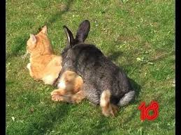 Rabbit Vs Cat Youtube Cats Rabbit Funny Gif