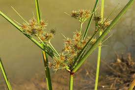 Image result for Cyperus sp.no.5