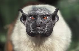 10 Fabulous Animals That Start With The Letter P Etc Animals Cool Pets Monkey