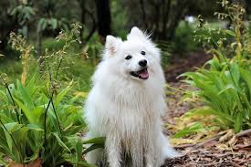 Check spelling or type a new query. How To Register A Dog Microchip Canna Pet