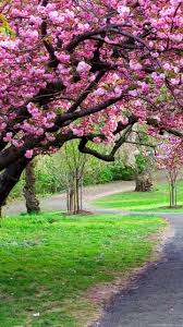 We have an extensive collection of amazing background images carefully chosen by our community. Sakura Wallpapers Collection 30 Desktop Background