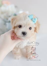 This small breed is a great companion pet, smart, sweet, and very loving. Bichon Poodle Mix For Sale In Florida
