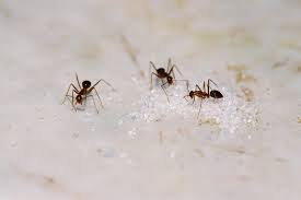 getting rid of sugar ants thriftyfun