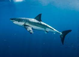 Ates Evirgen On Instagram Buyuk Beyaz Kopekbaligi Carcharodon Carcharias Denizlerin Efendisi Hic De Oyle Filmlerde Goruldugu Gibi Deni Shark Whale Animals