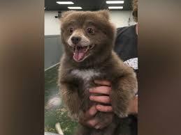 Teddy bear puppies in dogs & puppies for rehoming in ontario. The Mystery Of This Adorable Bear Dog Has Been Solved Abc News