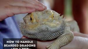 You can fill the bathtub up to the lower arm joints (elbows) of baby bearded dragons. Do Bearded Dragons Like To Be Pet How To Handle Them Like A Pro Exopetguides