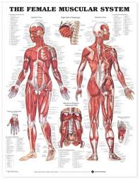 The Female Muscular System Anatomical Chart Company Amazon
