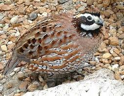 Birds Native To Georgia Usa Male Bobwhite Quail Click To See All State Birds With Images Game Birds Birds Quail