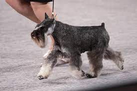 Where do all these colors come from? Miniature Schnauzer Dog Breed Information