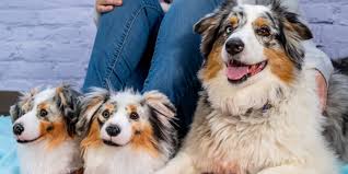 Check spelling or type a new query. Best Custom Gift Ever Cuddle Clones Pet Replica Slippers