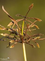 Image result for Pycreus flavescens